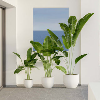 White Flower Pots