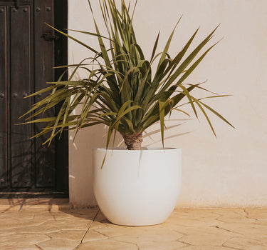AZALEA 50 color round planter