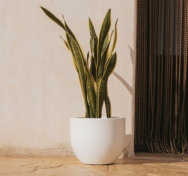 AZALEA 40 color round planter