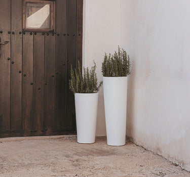 FICUS 60 color round flower pot