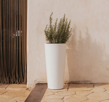 FICUS 60 color round flower pot